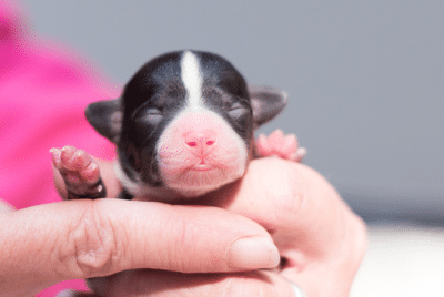 A newborn puppy