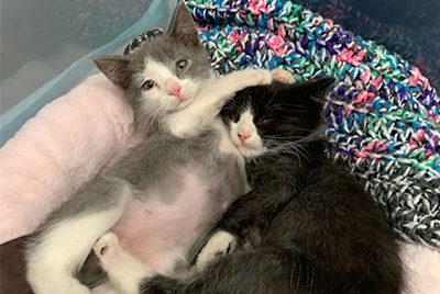 Blind kitten with sibling