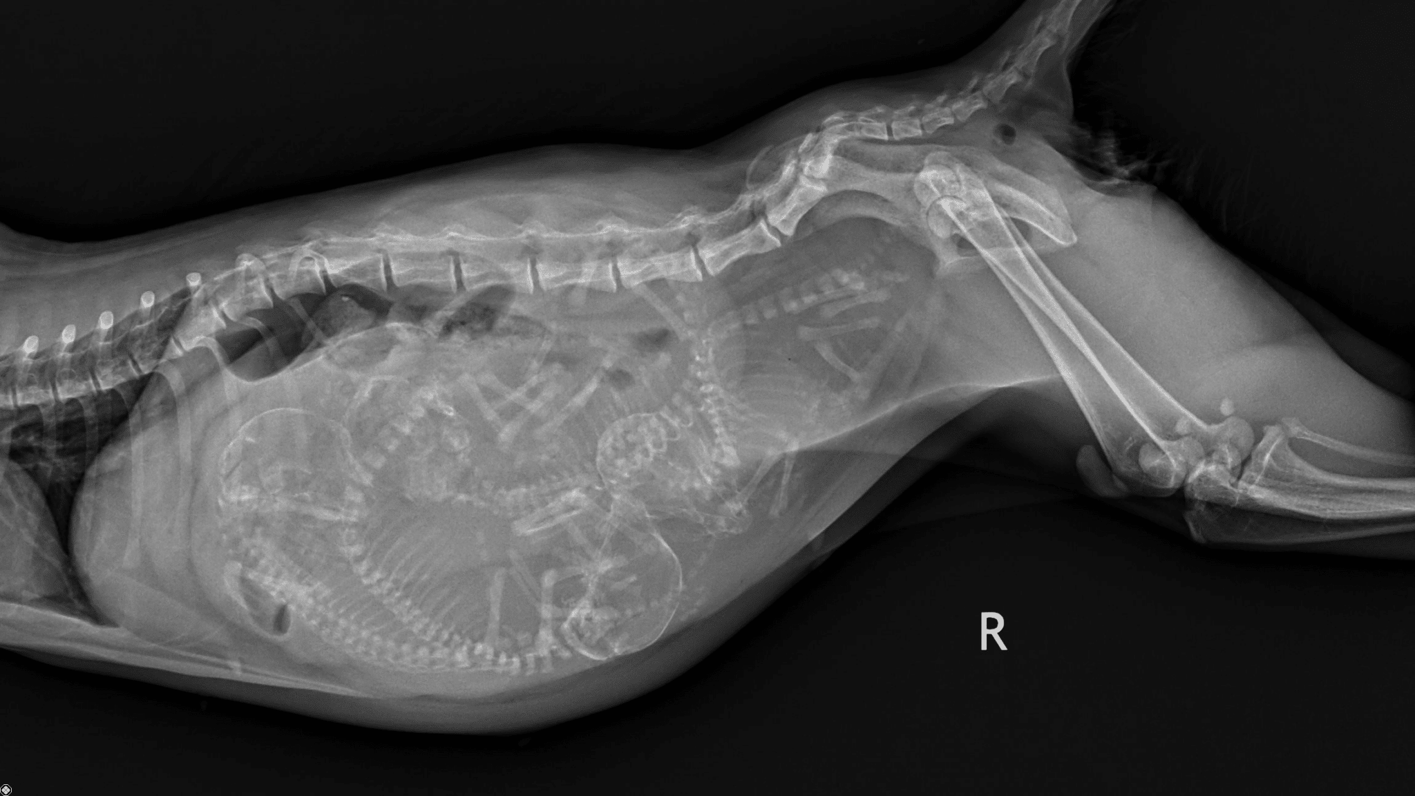 An x-ray of a pregnant cat