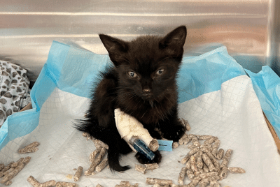 A black kitten with an IV