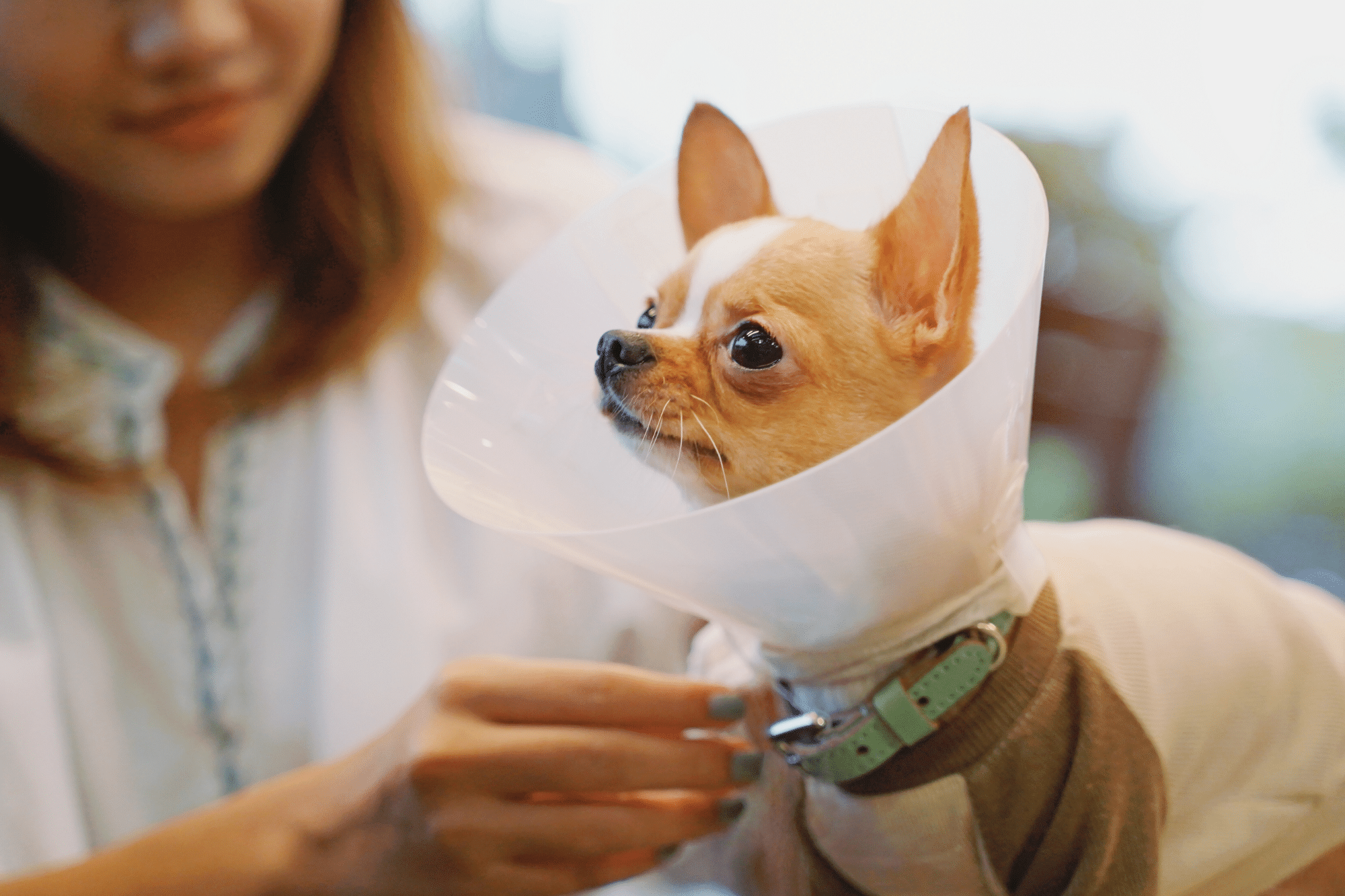 Owner taking care of a dog wearing a medical cone.