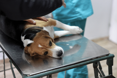 A puppy on an exam table