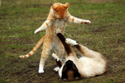 Two cats fighting