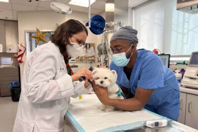A small dog during a veterinary exam