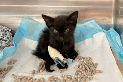 A small black kitten with an IV catheter