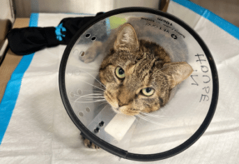 A cat with an e-collar in an animal hospital