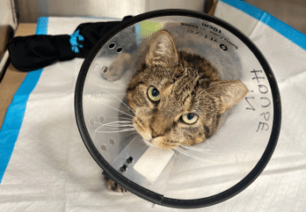 A cat with an e-collar in an animal hospital