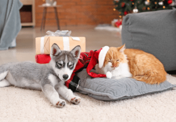 A dog and cat asleep with holiday gifts