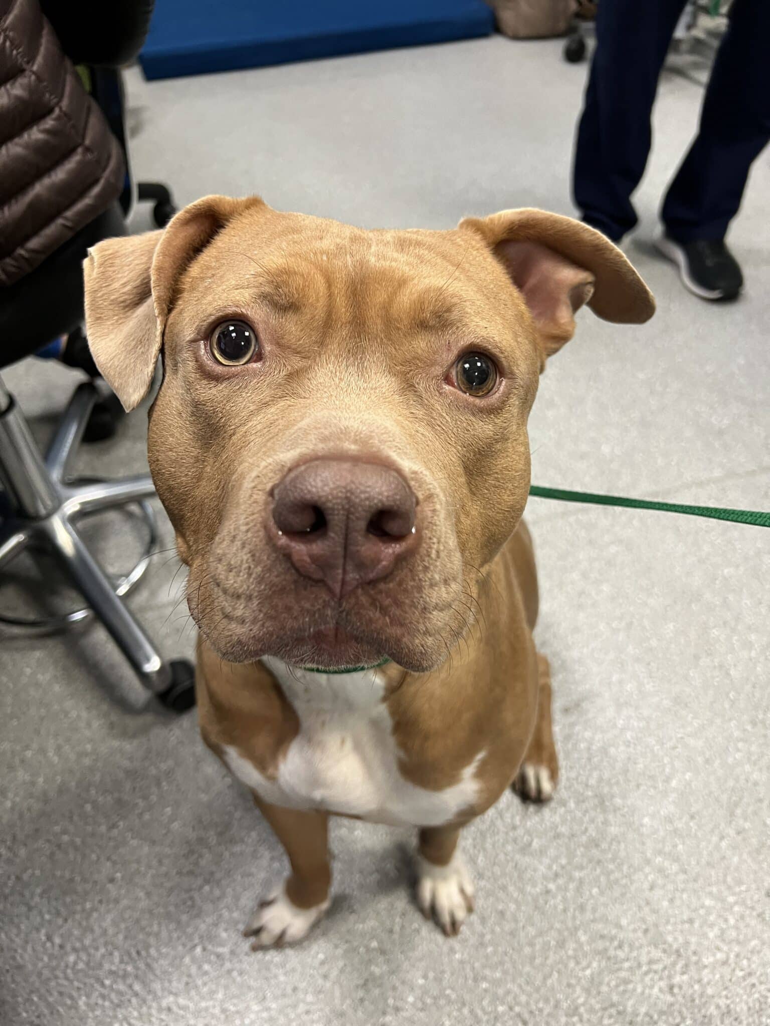 A dog at an animal hospital