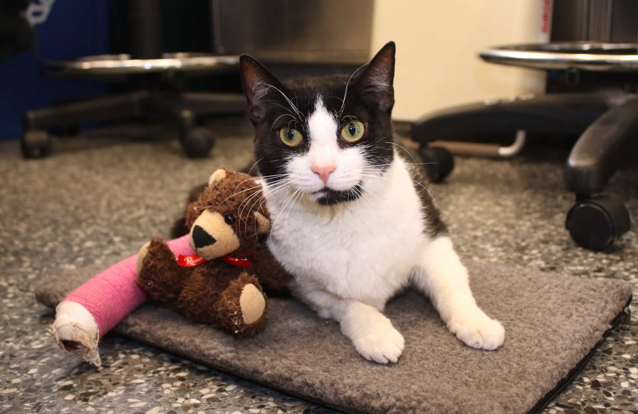A cat with a bandage on its leg