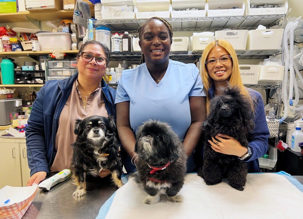 Three veterinary professionals with three small dogs