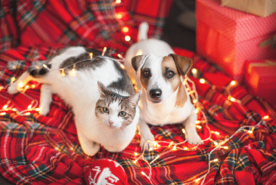 A dog and cat wrapped up in holiday lights