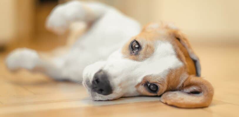Dog lying on its side.