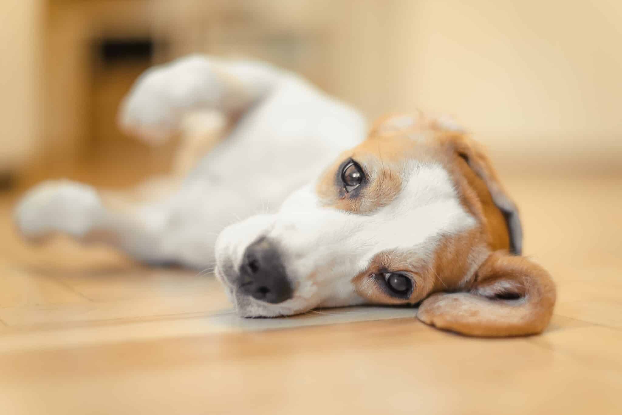 Dog lying on its side.