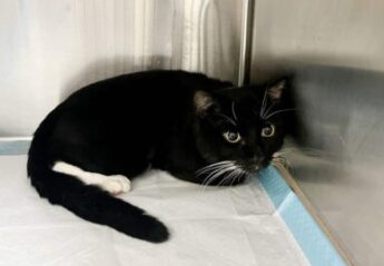 A cat in a veterinary hospital