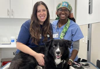Dog with two Licensed Veterinary Technicians