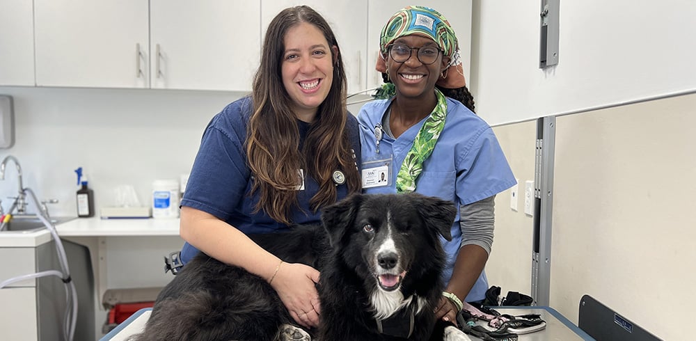 Dog with two Licensed Veterinary Technicians