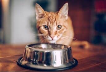 A cat eating food from a bowl