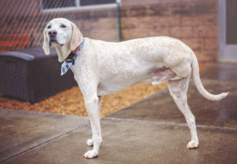 A dog with three legs
