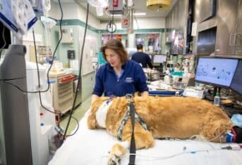 A dog on a veterinary exam table