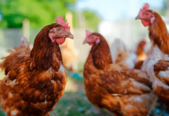 Flock of chickens