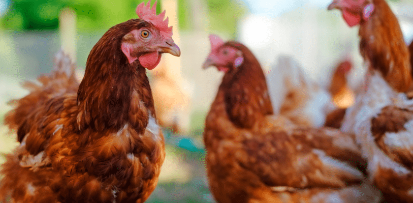 Flock of chickens