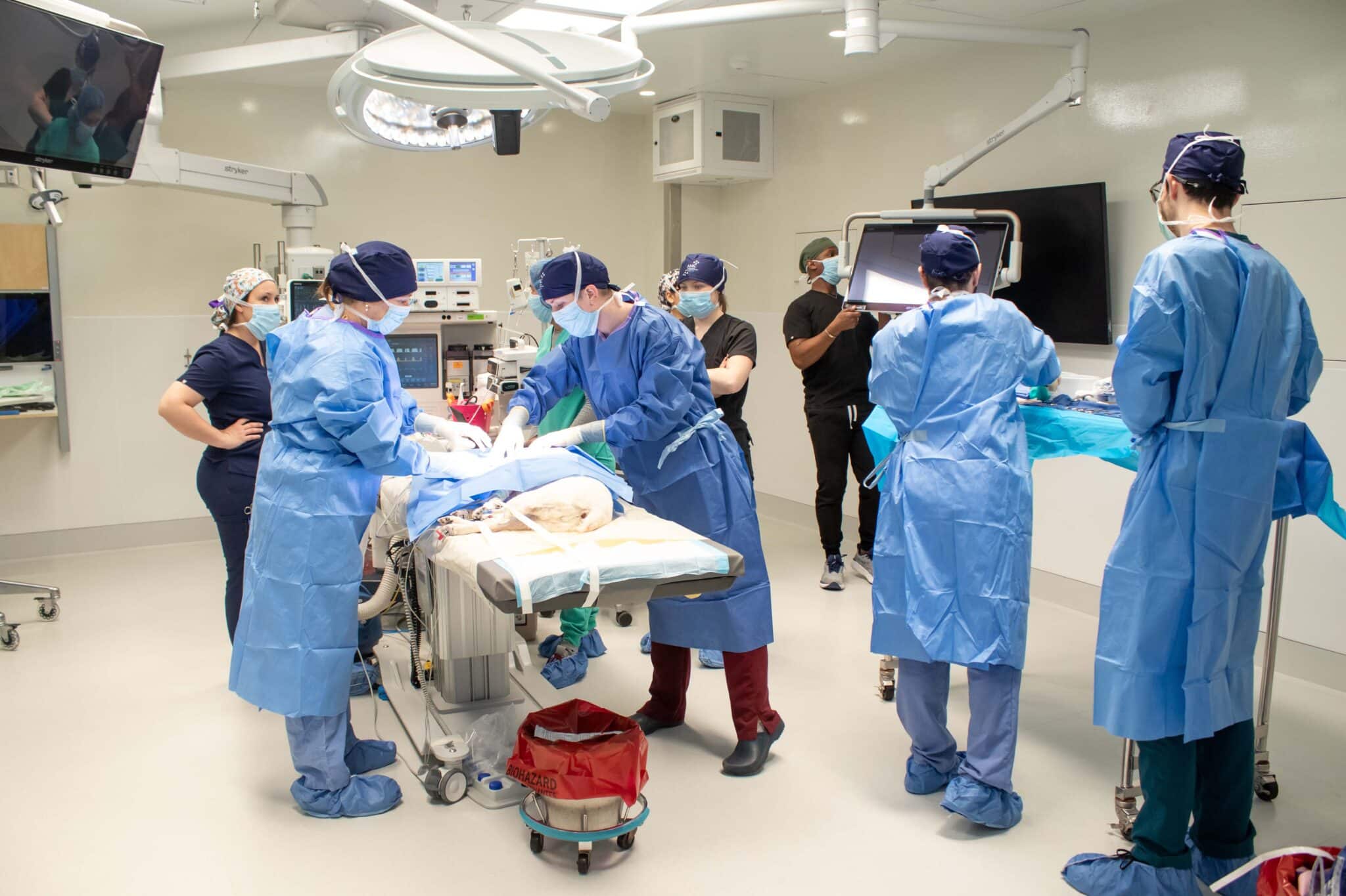 A team of veterinarians perform a surgery