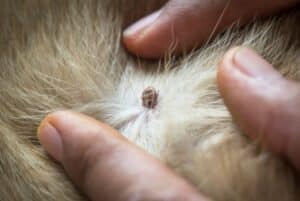 A tick on a dog