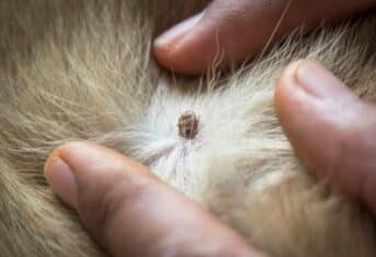A tick on a dog