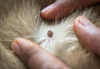 A tick on a dog