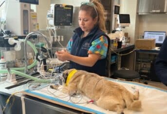 A dog on an operating table at AMC