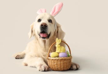 Dog wearing bunny ears and lying down next to Easter basket.