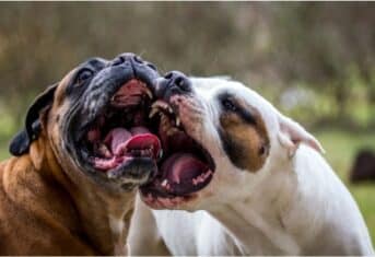 Two dogs fighting