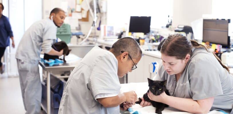 Veterinary Technicians working in AMC's Cancer Institute