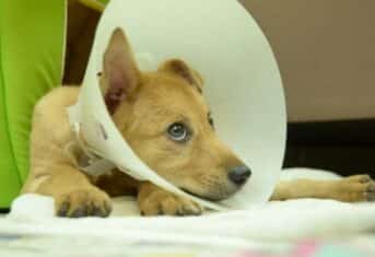 A sick puppy with a cone on its head
