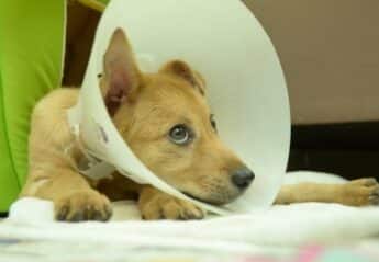 A sick puppy with a cone on its head