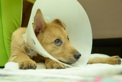 A sick puppy with a cone on its head