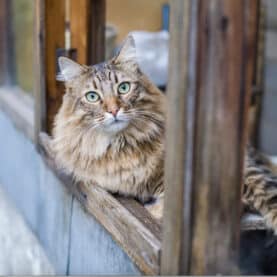 Long haired cat in window