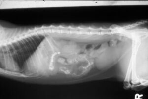 An x-ray of a dog that ate a grill scrub