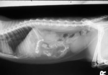 An x-ray of a dog that ate a grill scrub