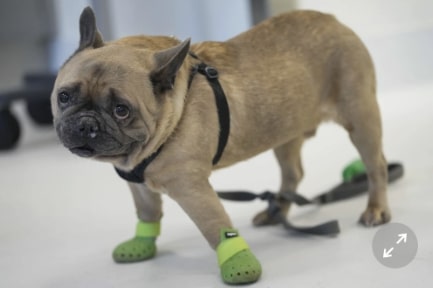French Bulldog rescue