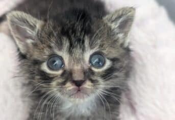 a kitten with blue eyes