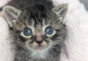 a kitten with blue eyes