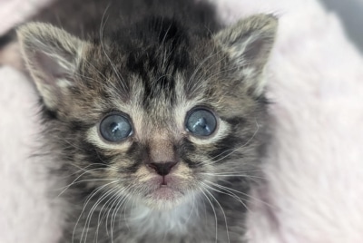 Por que os gatos têm pupilas e olhos verdes: uma olhada na evolução dos olhos felinos