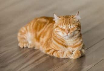 An orange cat with its eyes closed