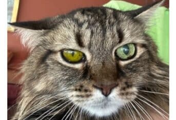 A cat with eye problems