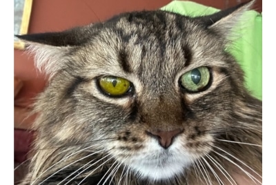 A cat with eye problems