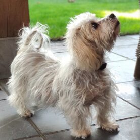 Small white dog looking up