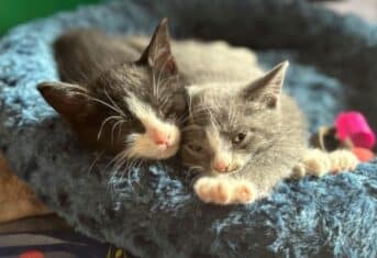 Two kittens cuddling