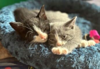 Two kittens cuddling
